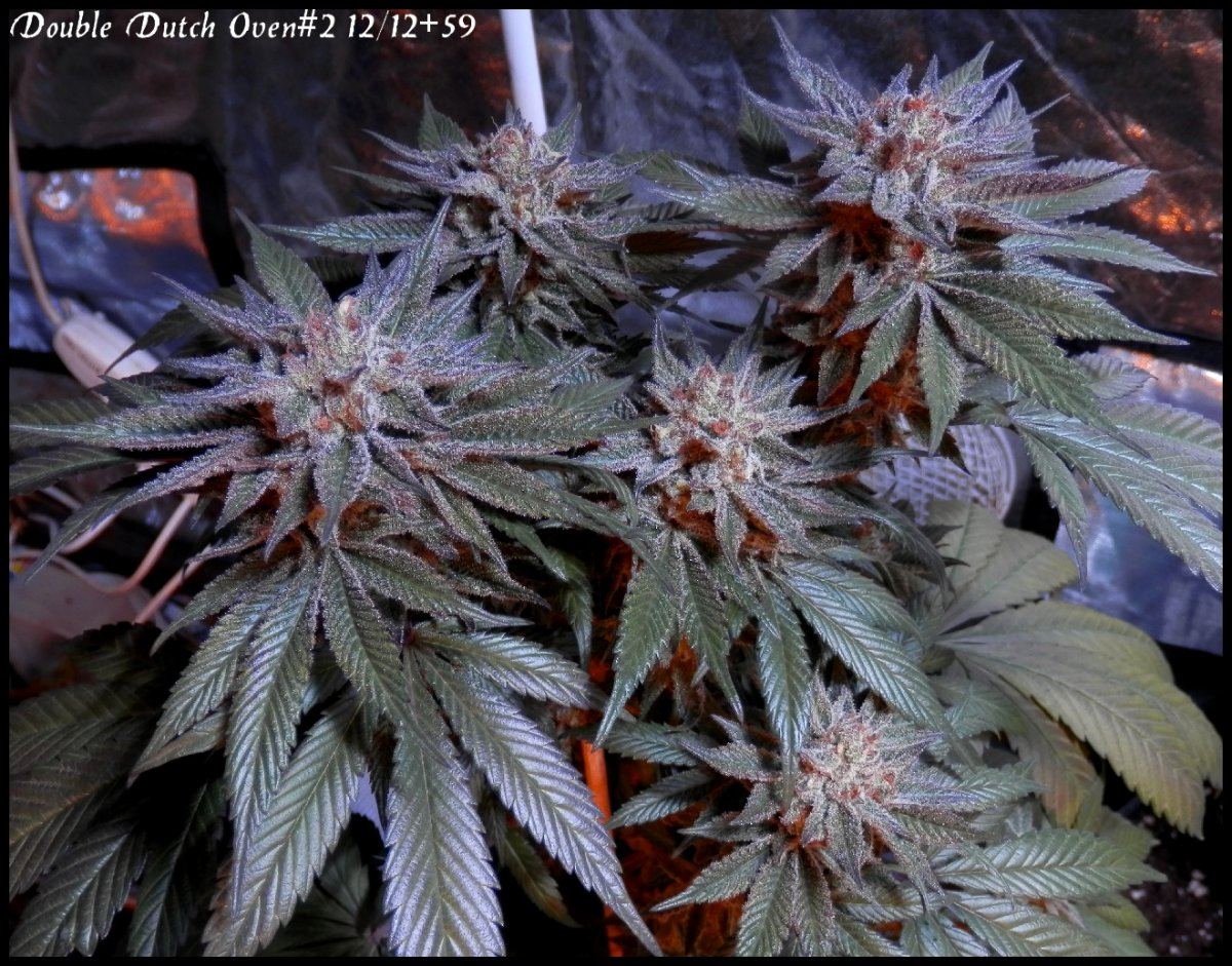 DDO2 59 days   2