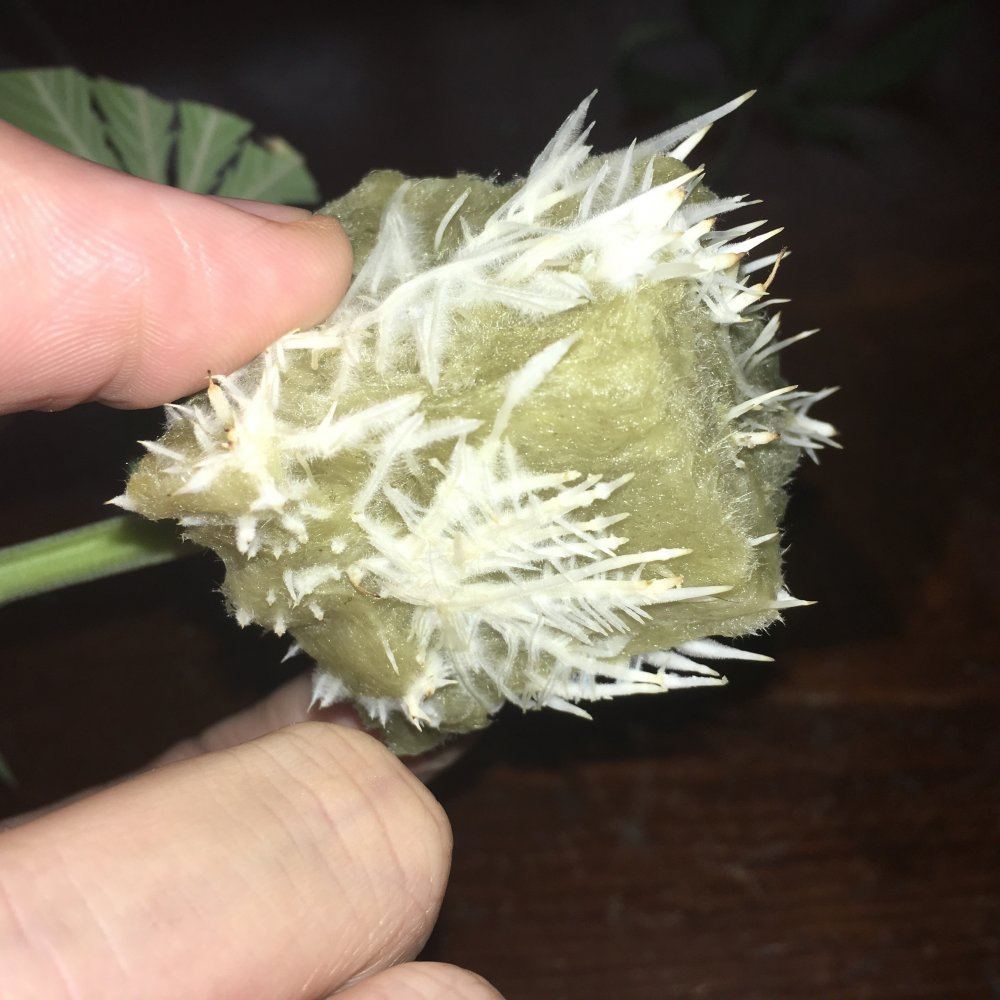 Dead Head OG Clone