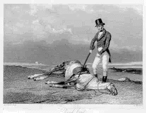 Dead horse