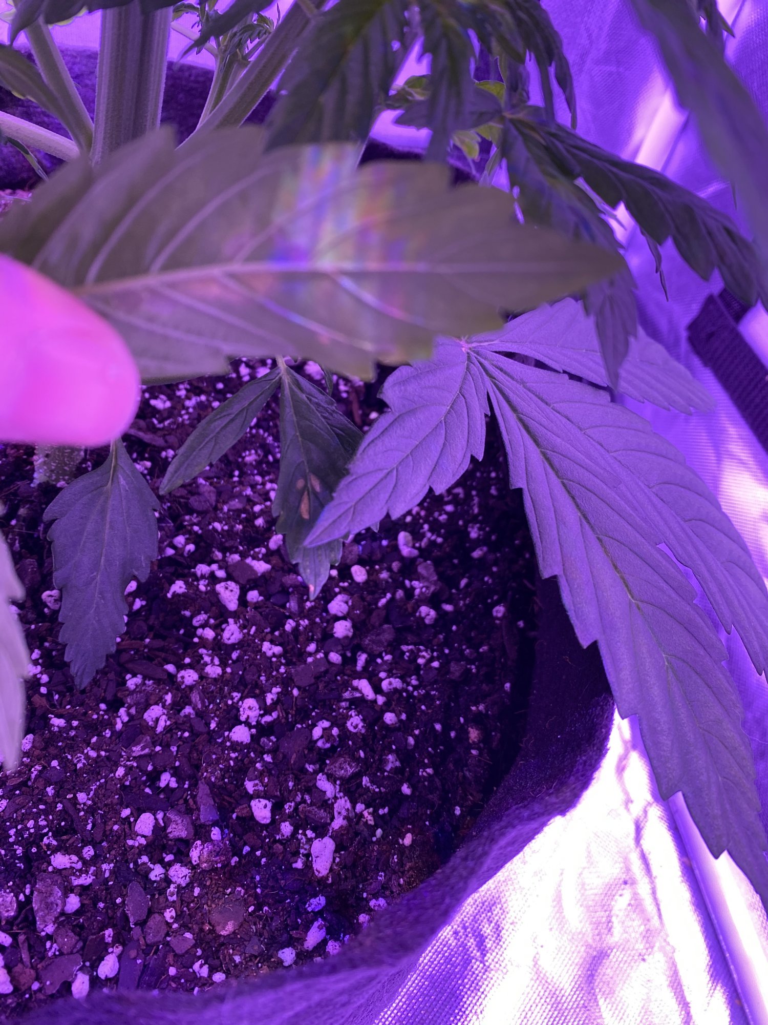 Dead spots on leaves  whats wrong 4
