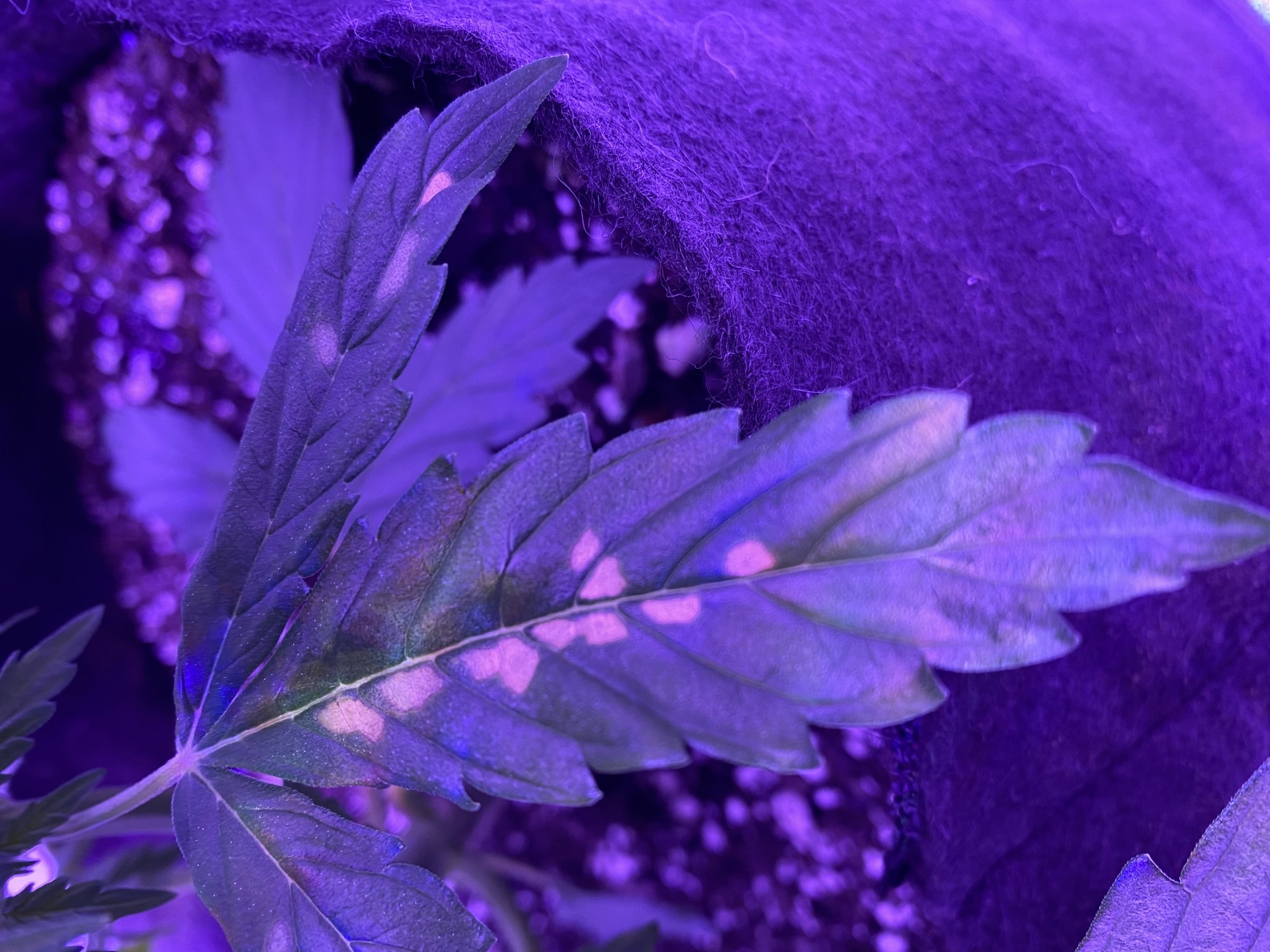 Dead spots on leaves  whats wrong 5