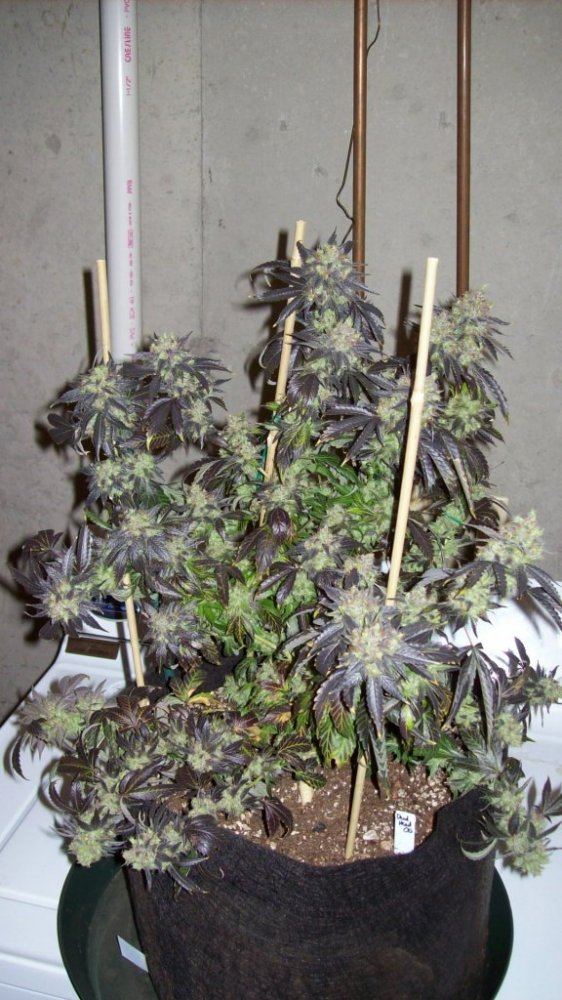 Deadhead 001
