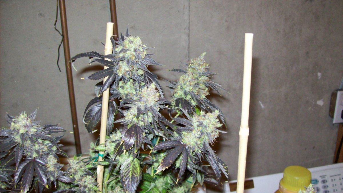 Deadhead 002