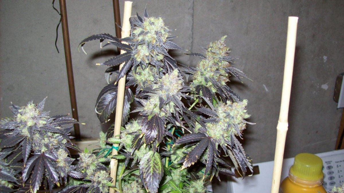 Deadhead 006