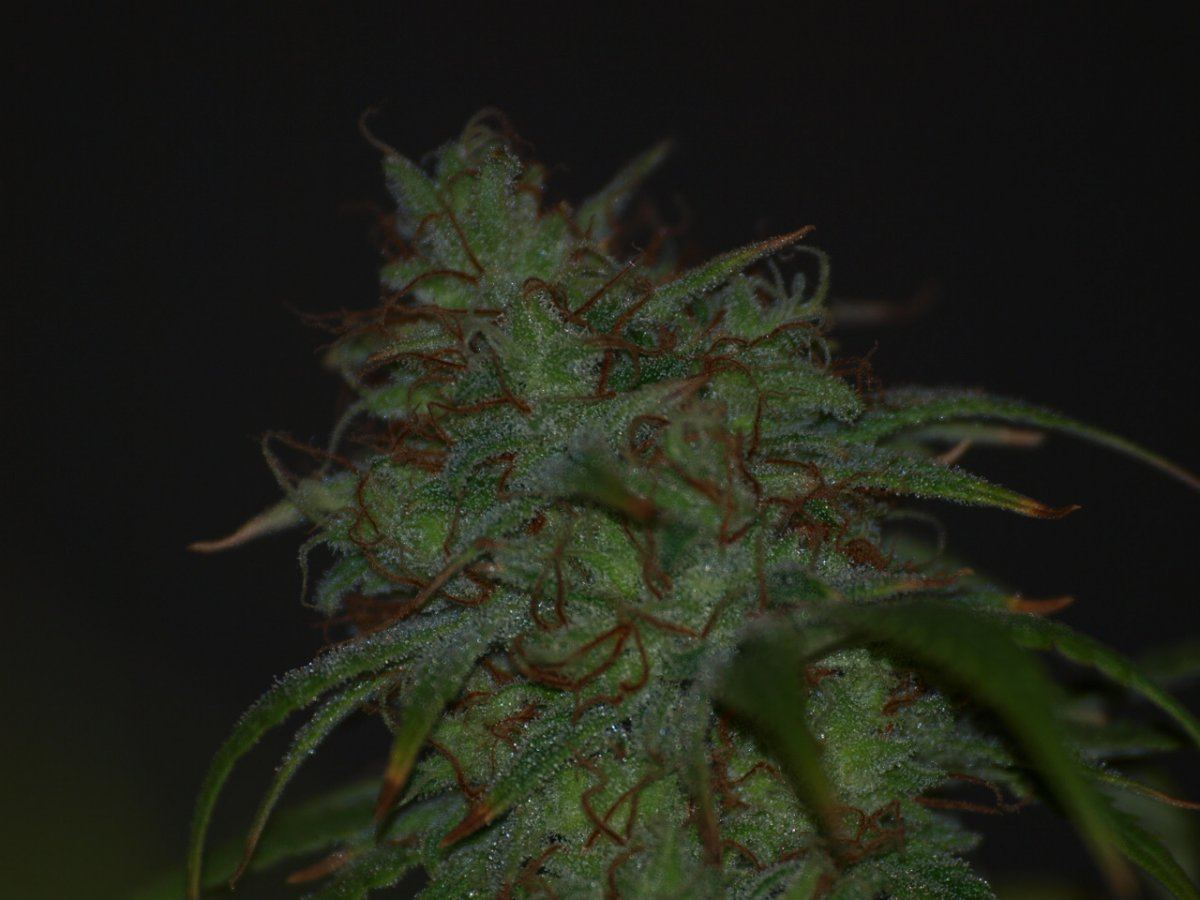 DEADHEAD 22