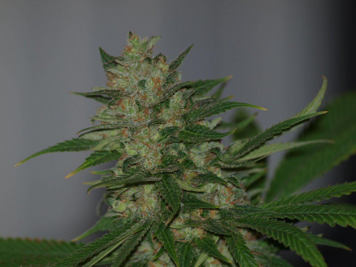 DEADHEAD 31
