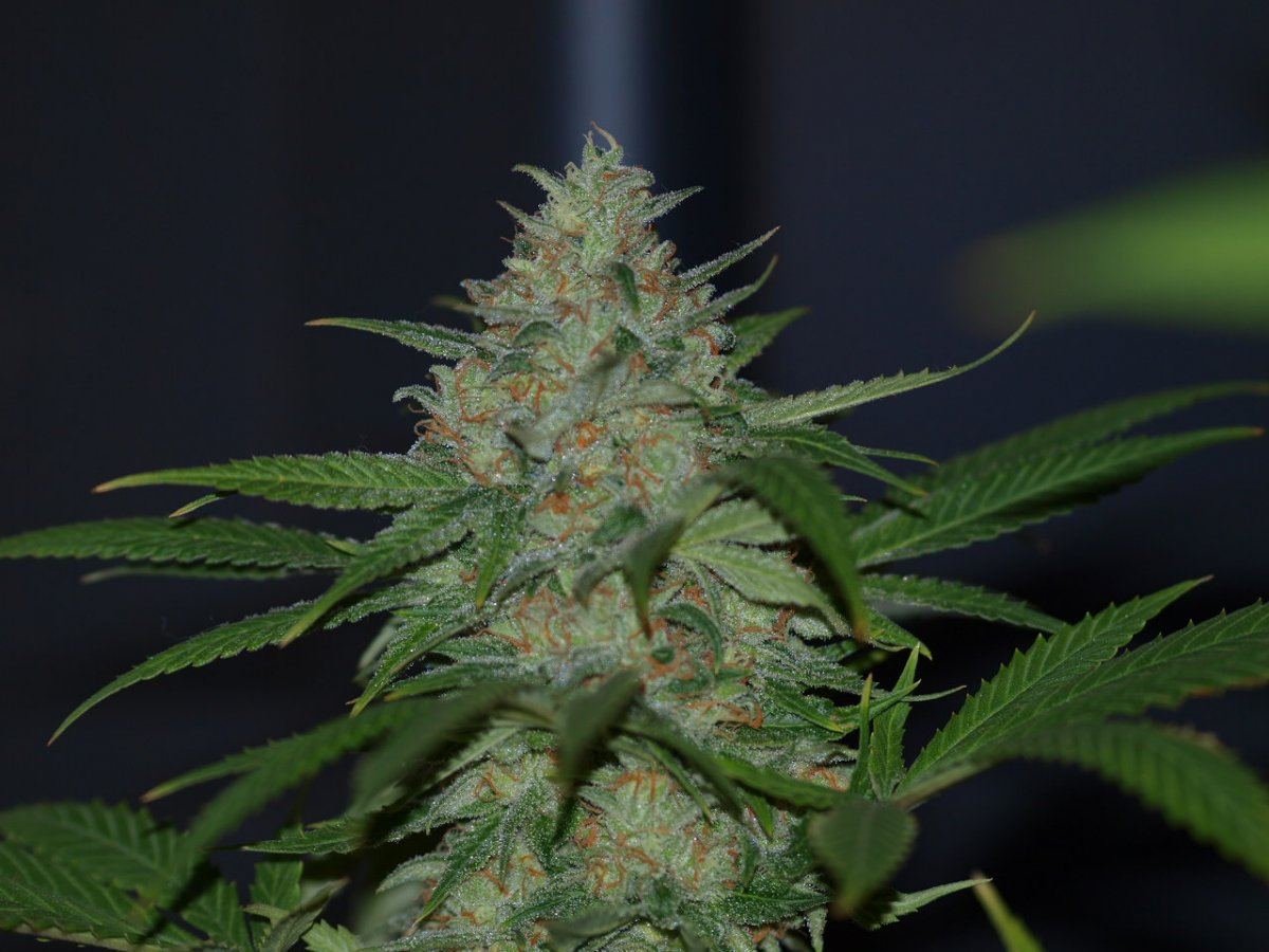 DEADHEAD 32