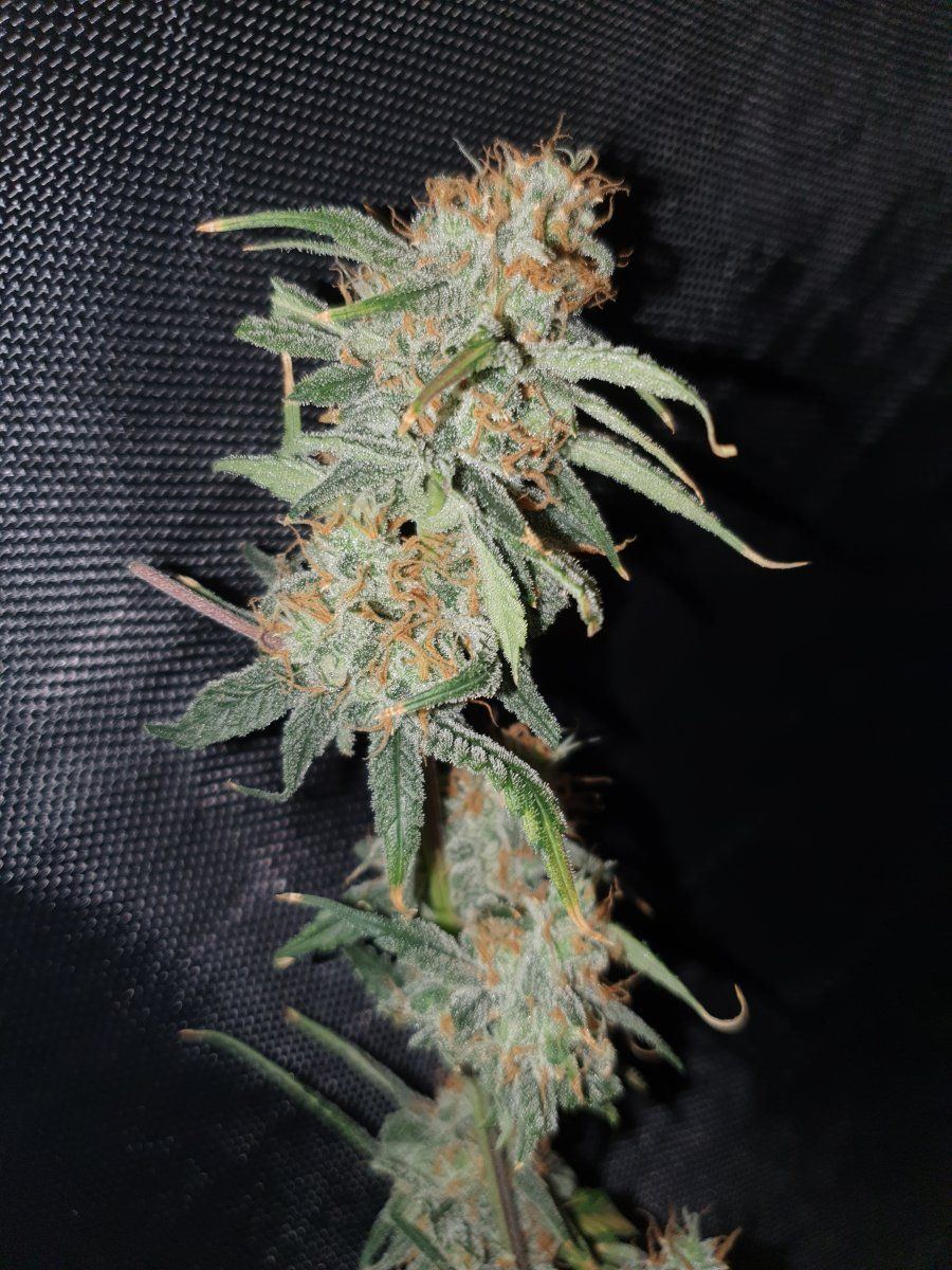 DeadHead OG