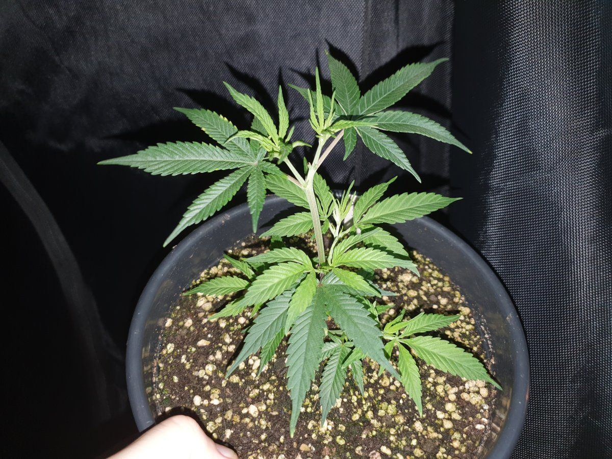 Deadhead OG