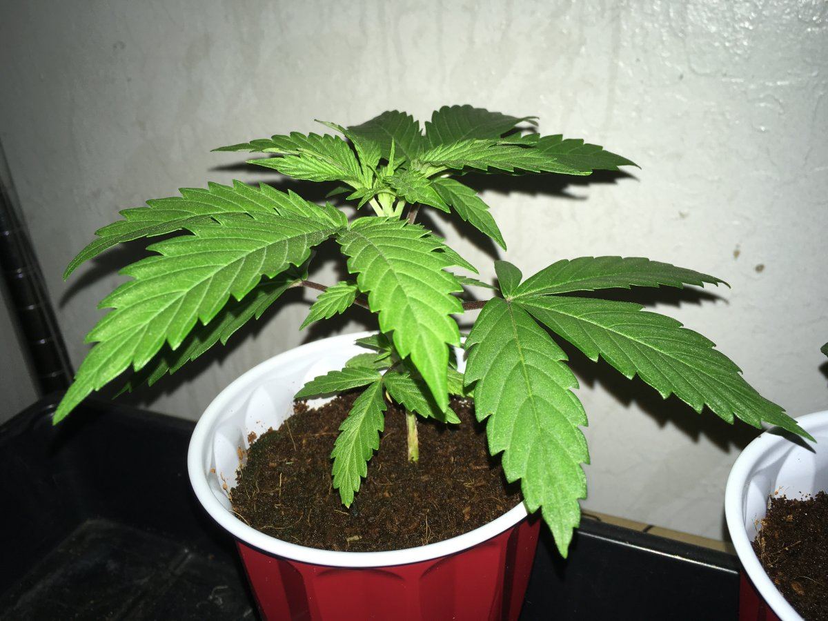 DeadHead OG