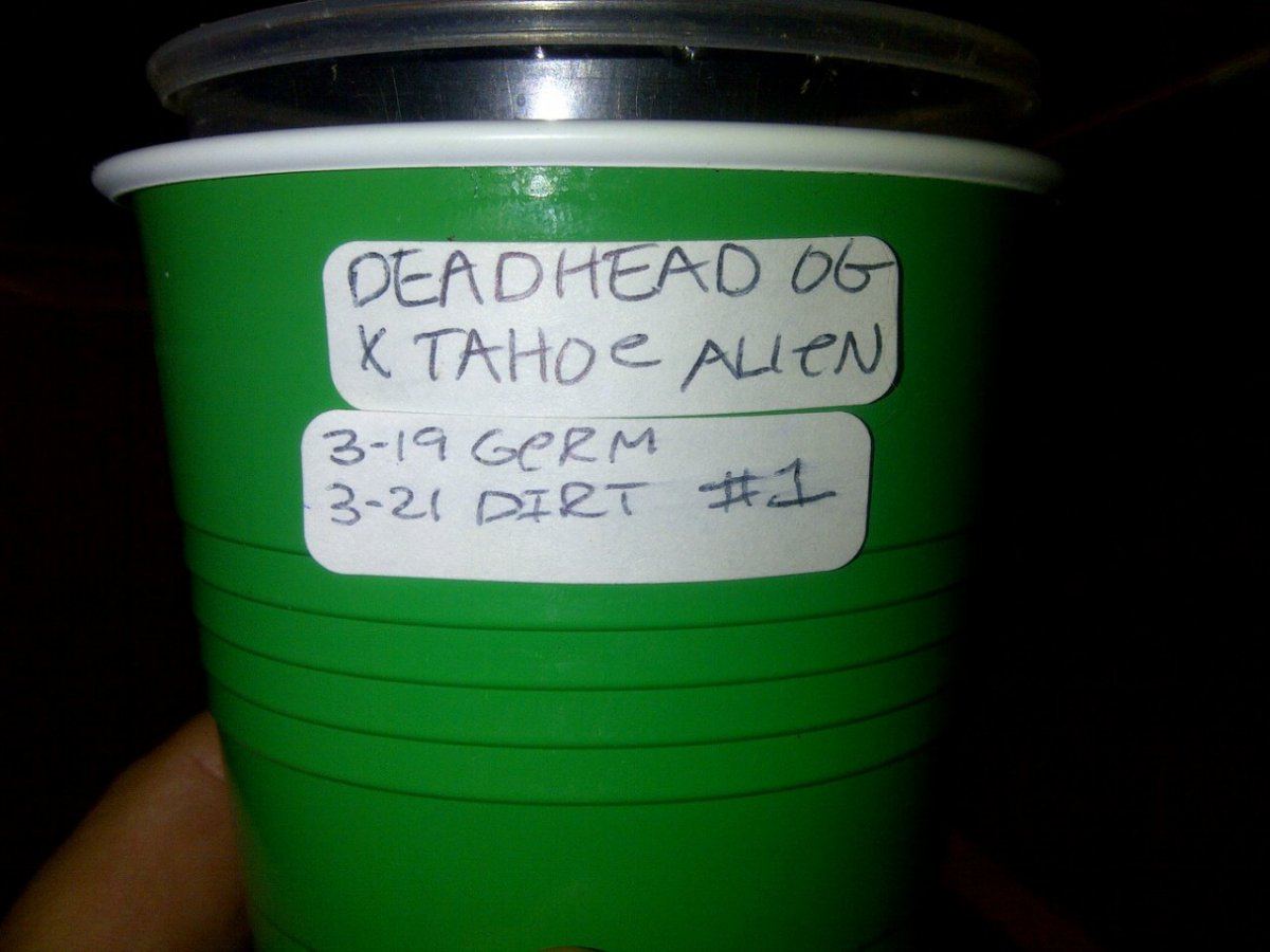 Deadhead og   tahoe alien