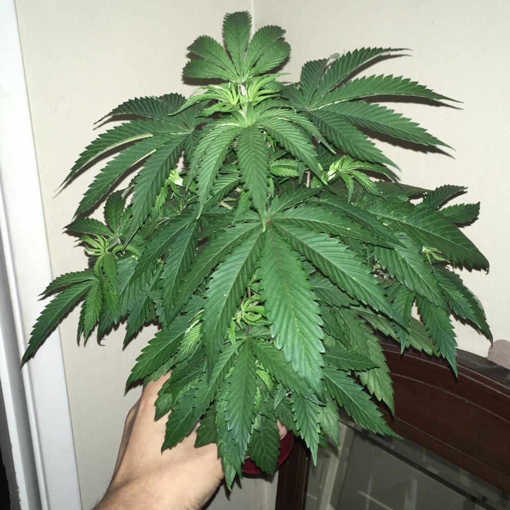 Deadhead OG3