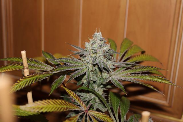Deadhead68