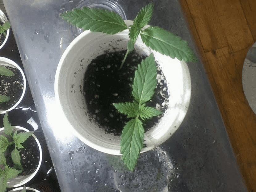 DeadHeadOG2weeks2417