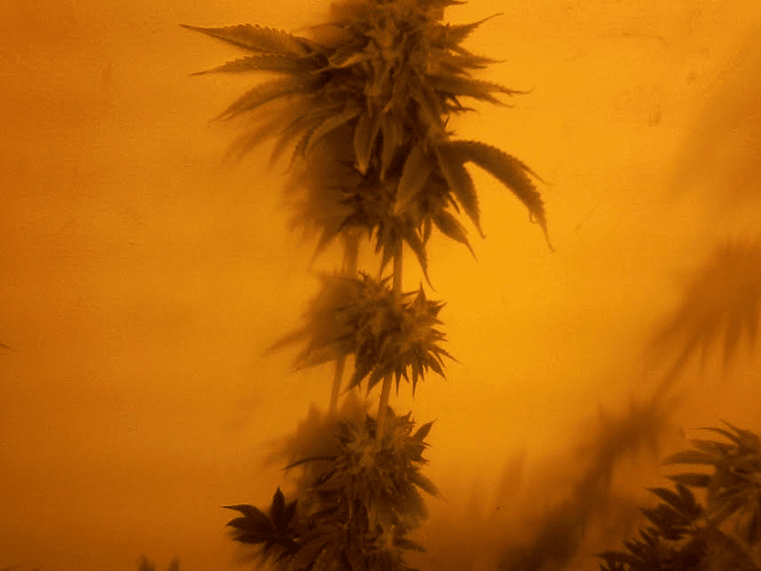 DeadHeadOG49days