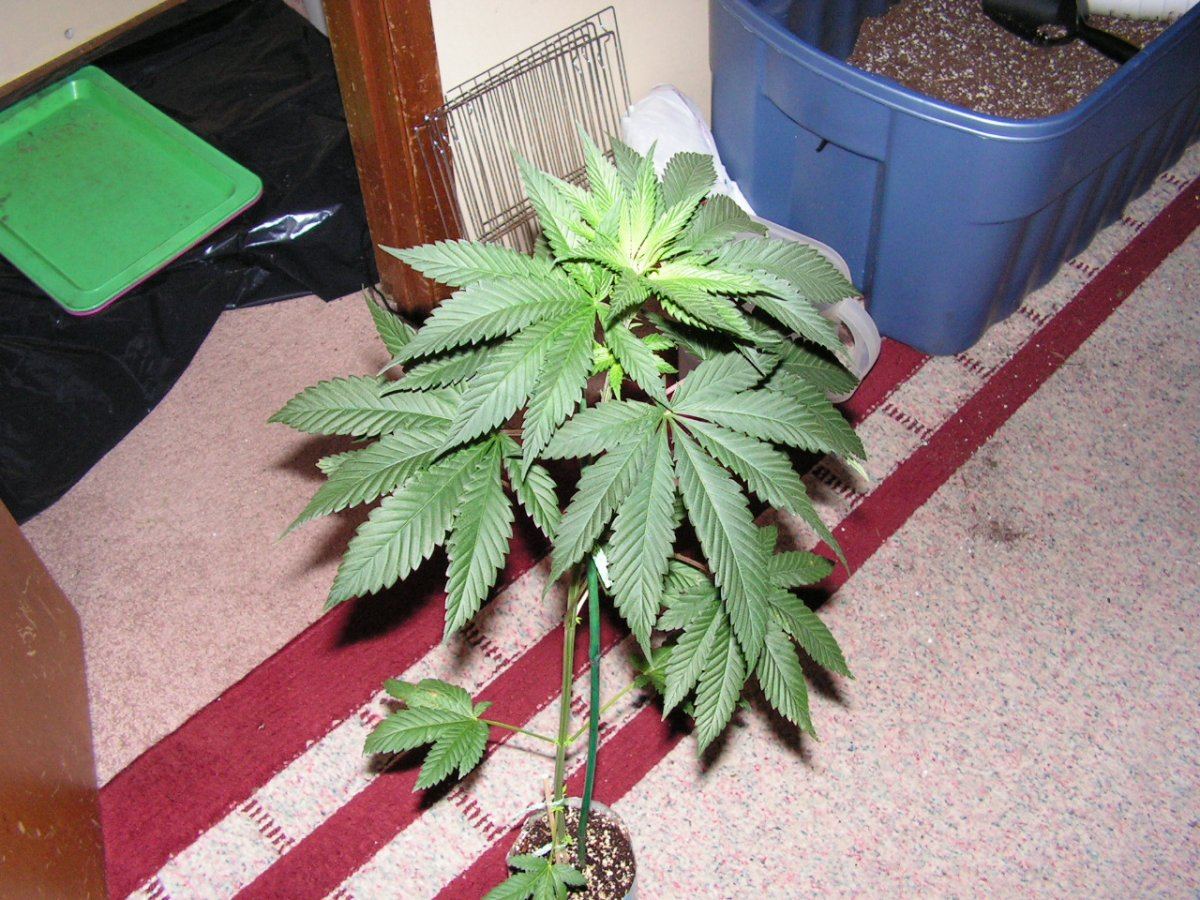 DEAP MALE4