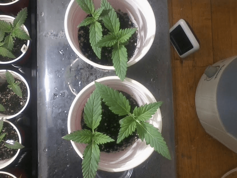 DeathbyKush2weeks2417
