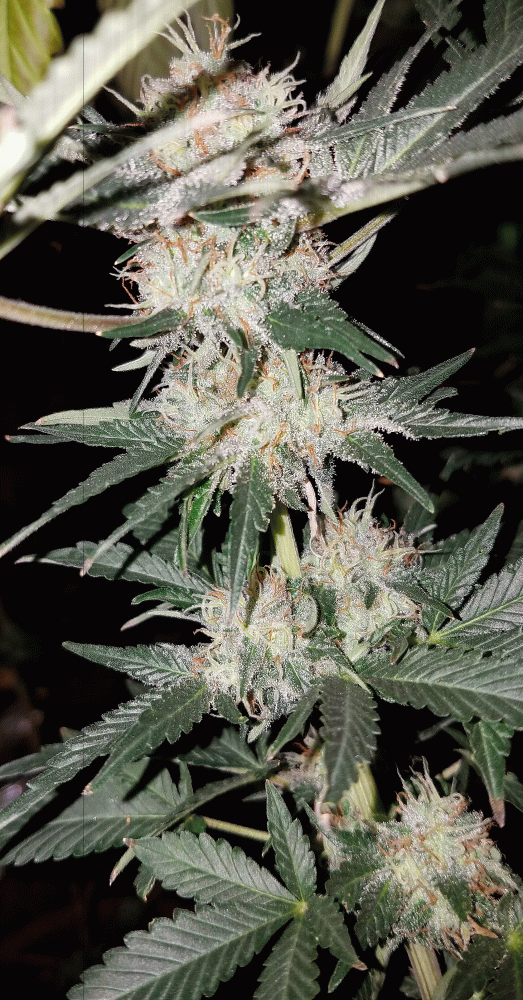 Deathstar