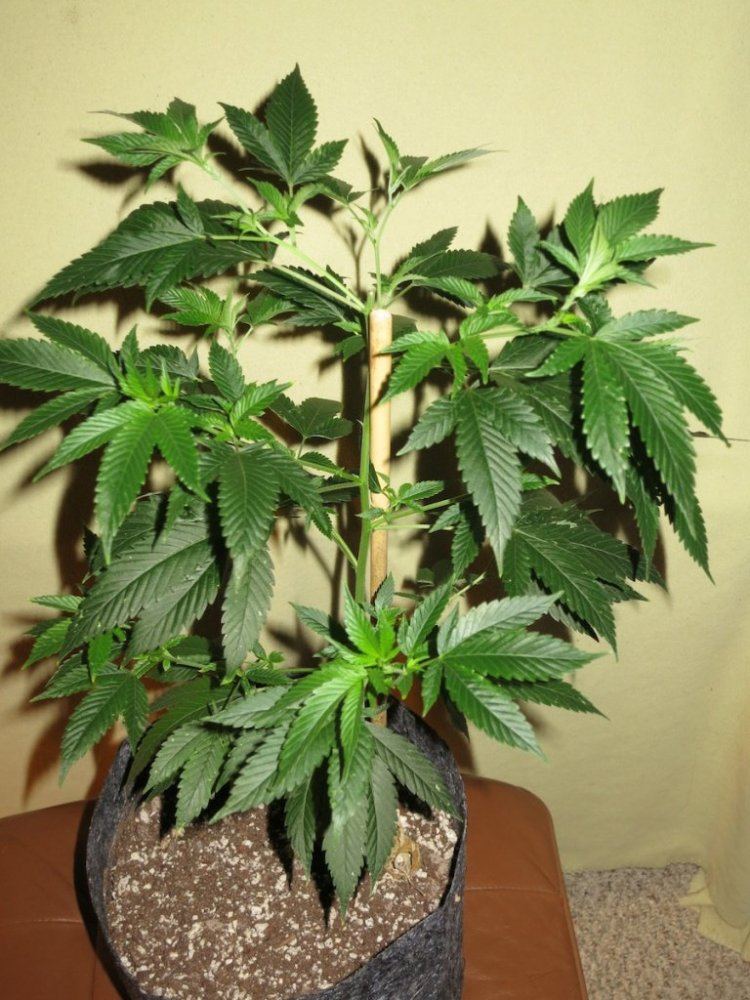 DEATHSTAR sf