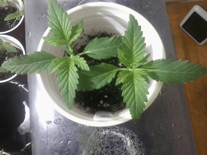 DeathStar2weeks2417