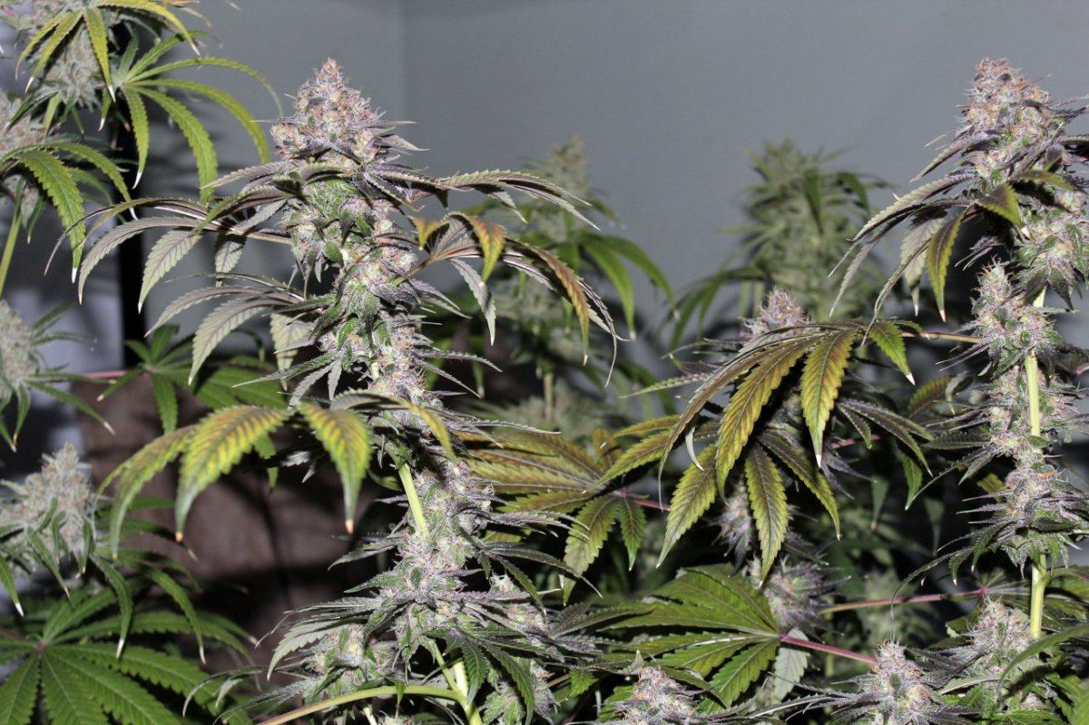 Deep chunk 3