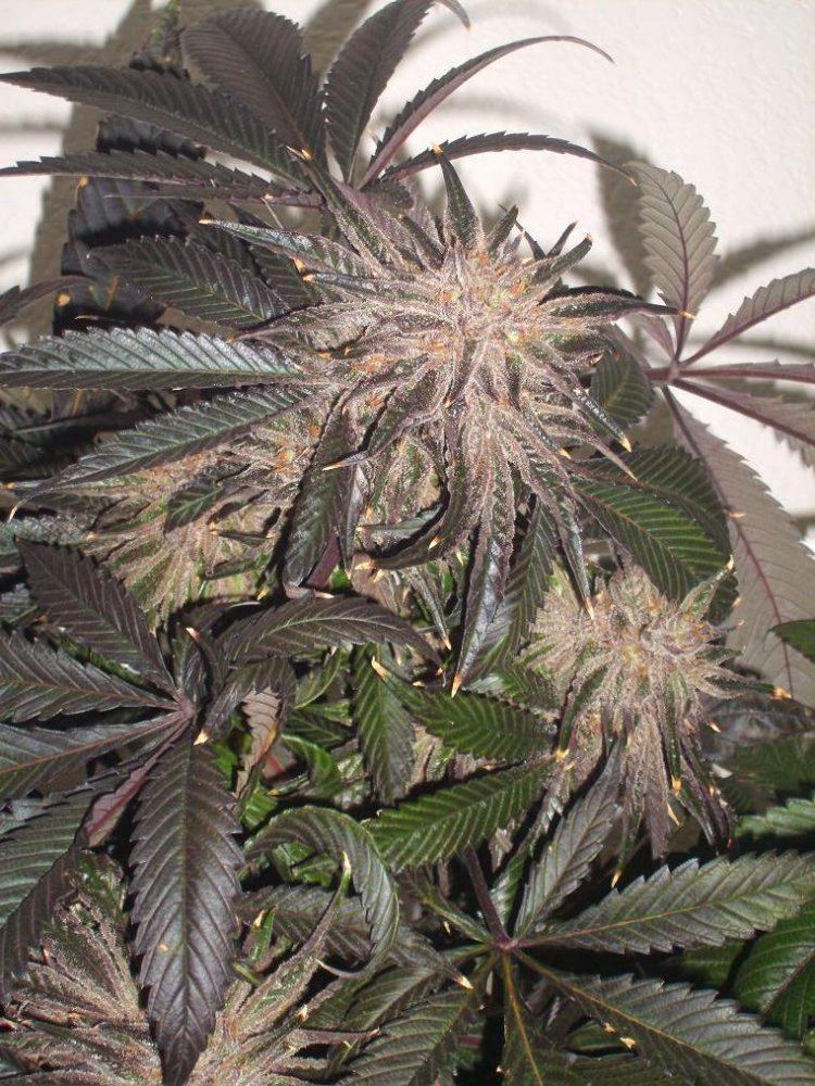 Deepchunk 4