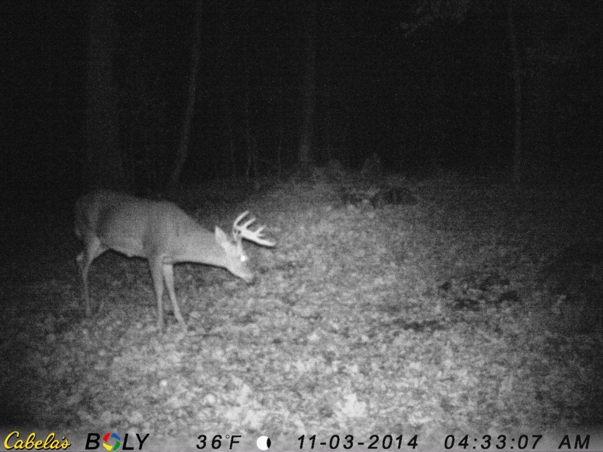 Deer cam 2014 1441