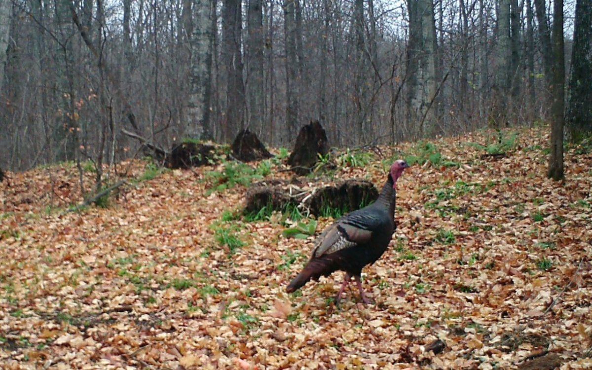 Deer camp turkey 2014 425