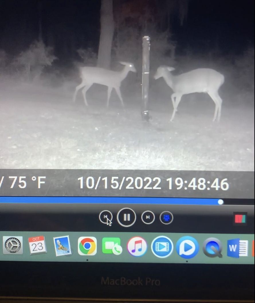 Deer Fight