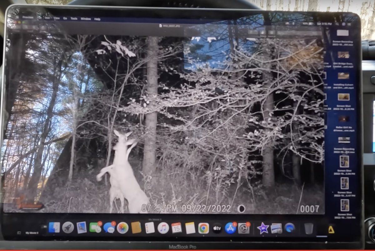 Deer