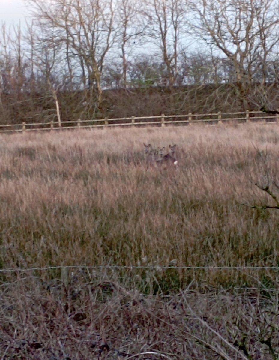 Deer