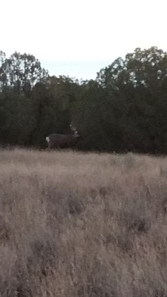 Deer