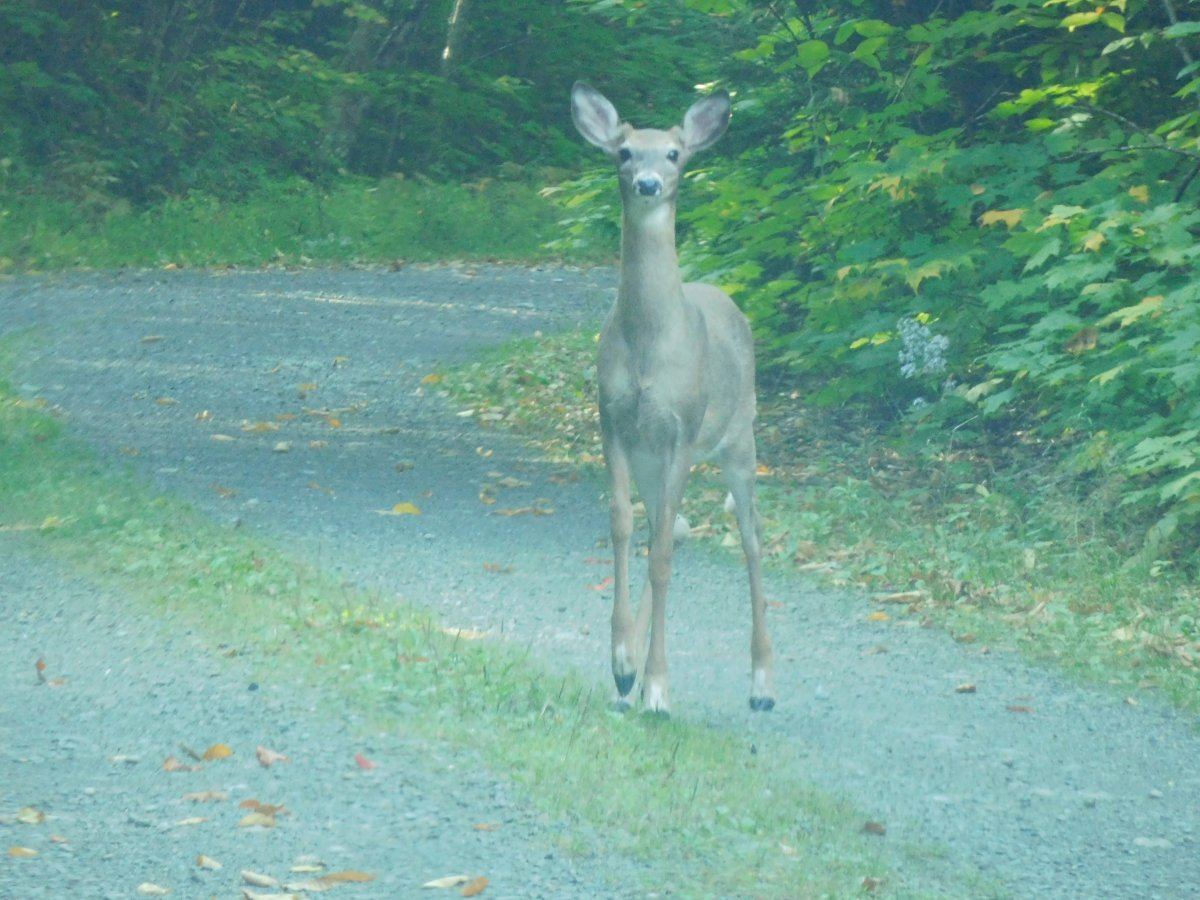 Deer