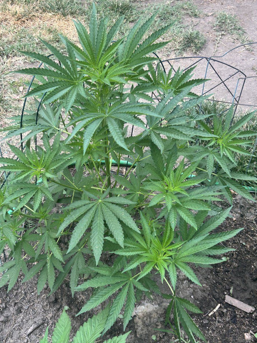 Defectives backyard socal grow 3
