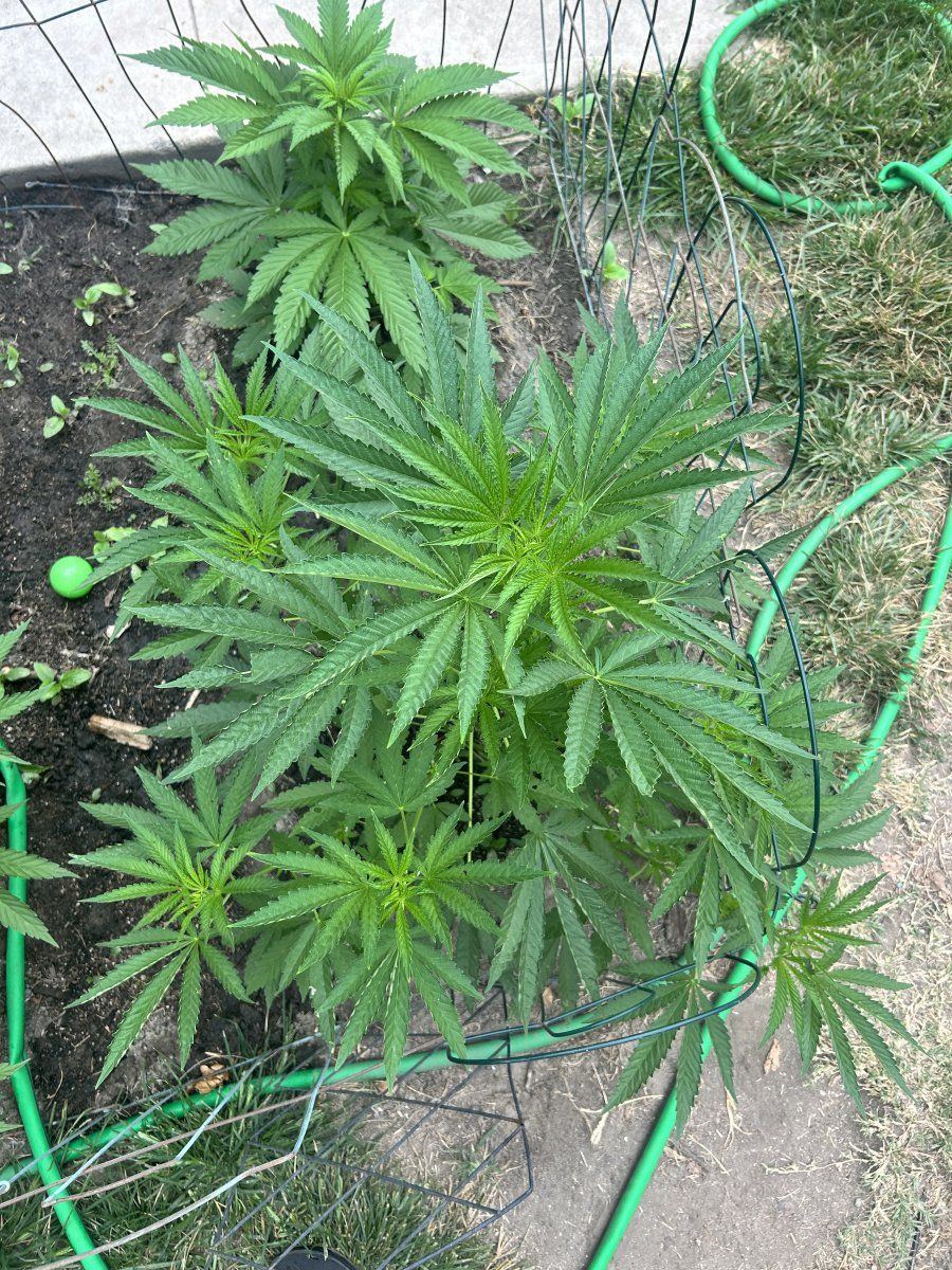 Defectives backyard socal grow 4