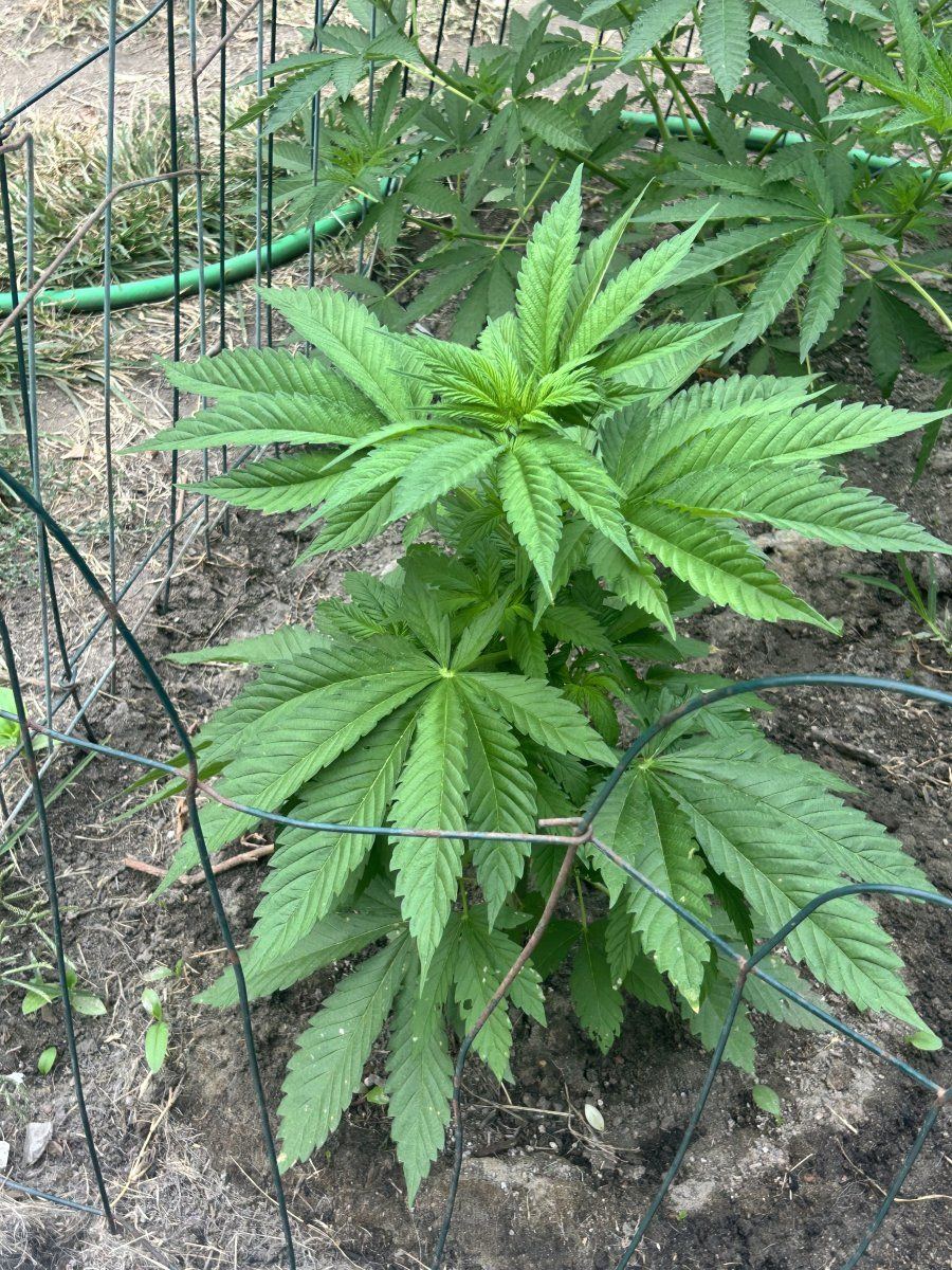 Defectives backyard socal grow 5