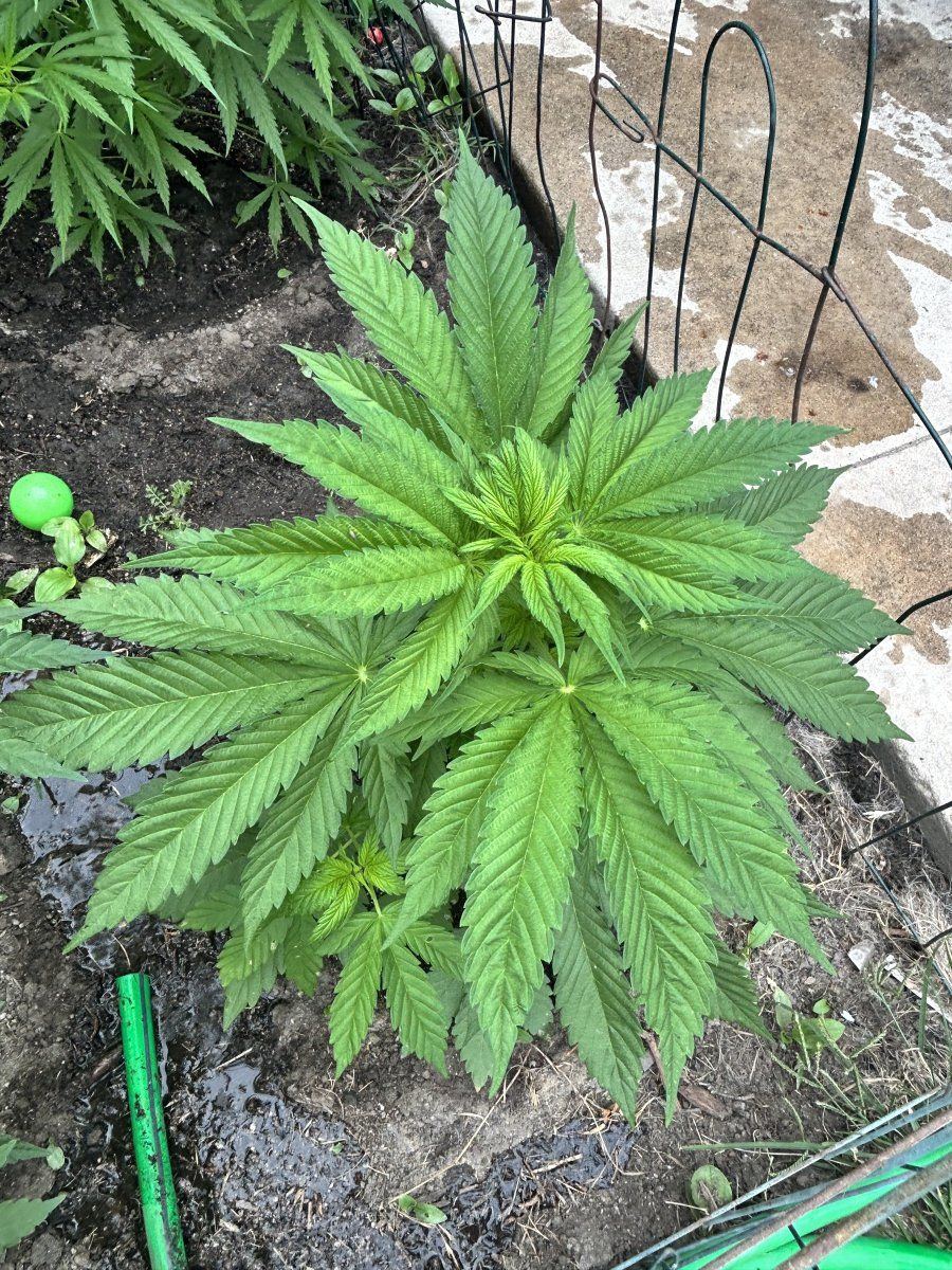 Defectives backyard socal grow 6