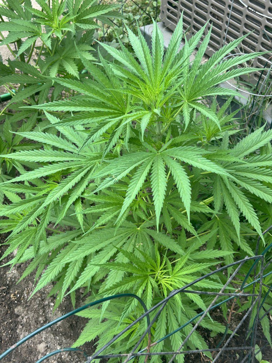 Defectives backyard socal grow 7