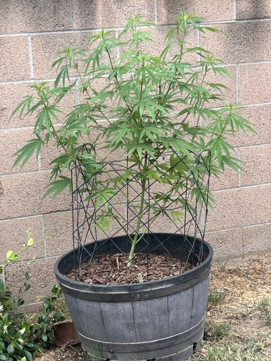 Defectives backyard socal grow 8