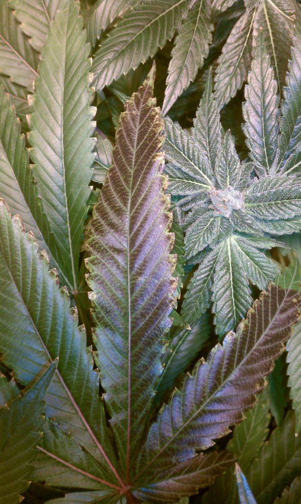 Deficiency 2