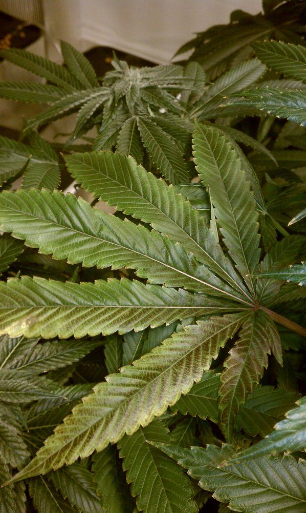 Deficiency 4