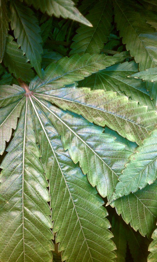 Deficiency 5