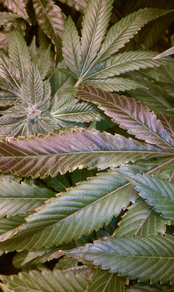 Deficiency 6