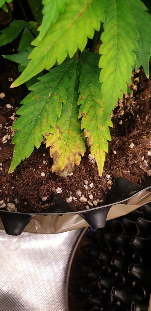 Deficiency and problems with autoflower girl 7