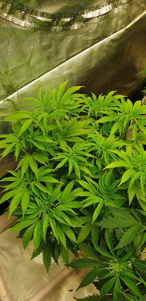 Deficiency and problems with autoflower girl 8