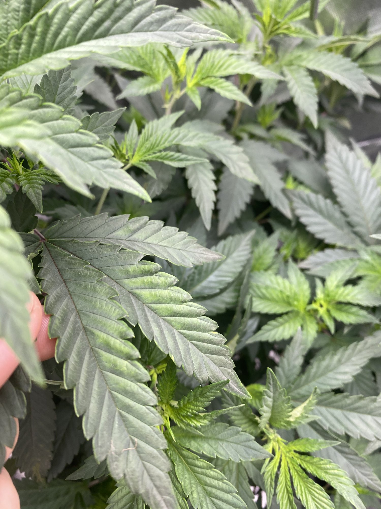 Deficiency and toxicity i am unsure   first timer 2