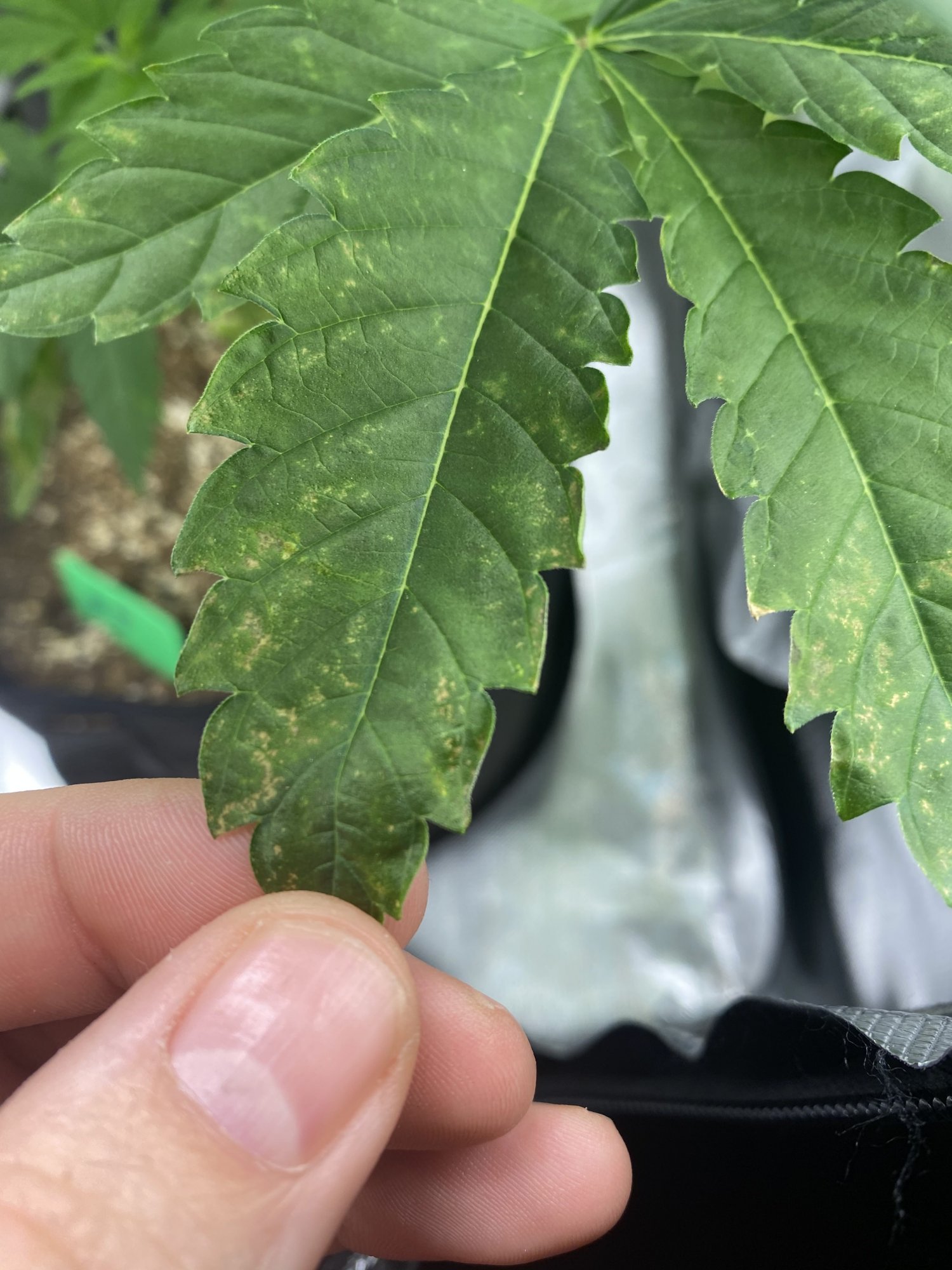 Deficiency and toxicity i am unsure   first timer 5