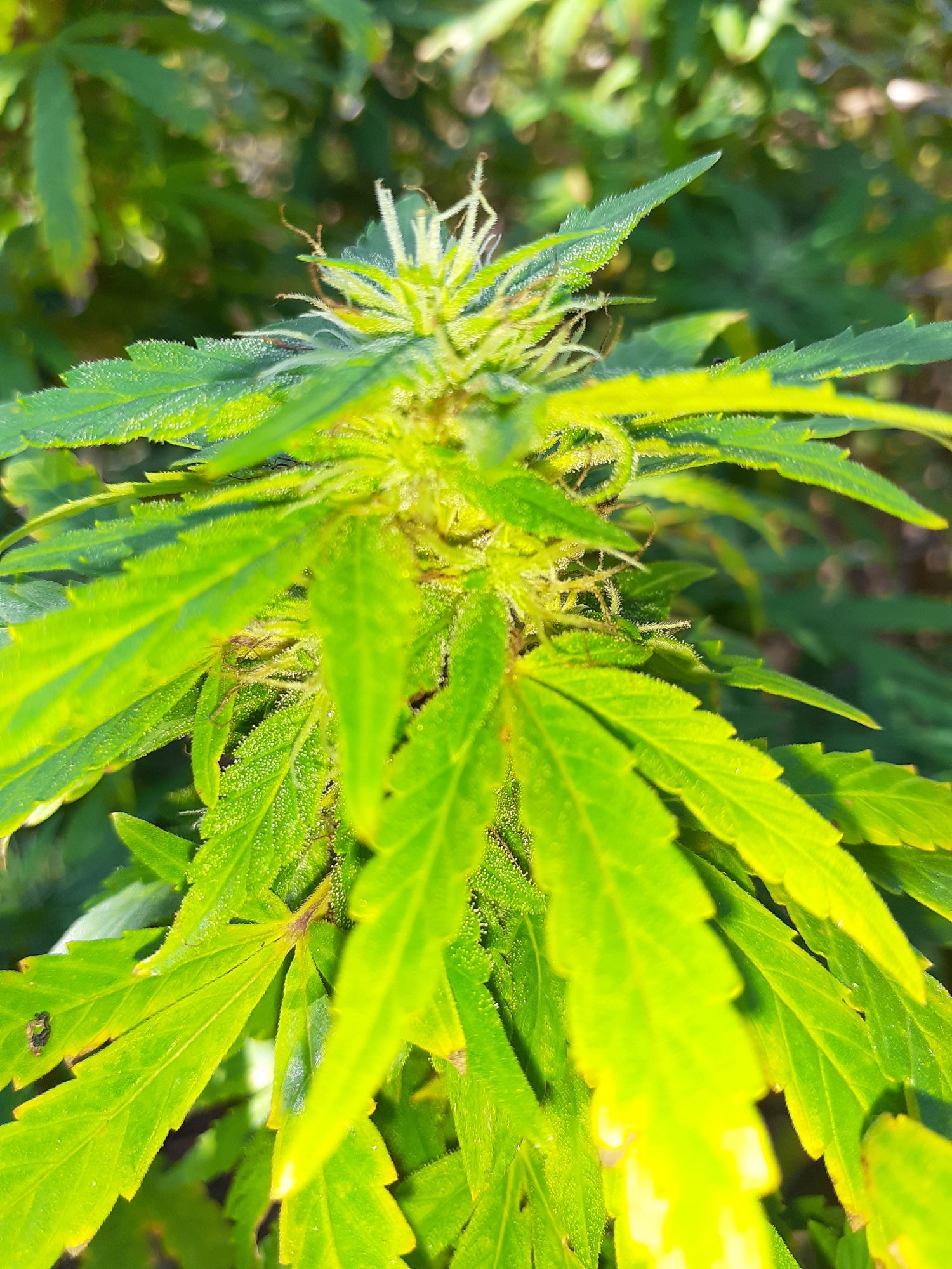 Deficiency burn or something else 3