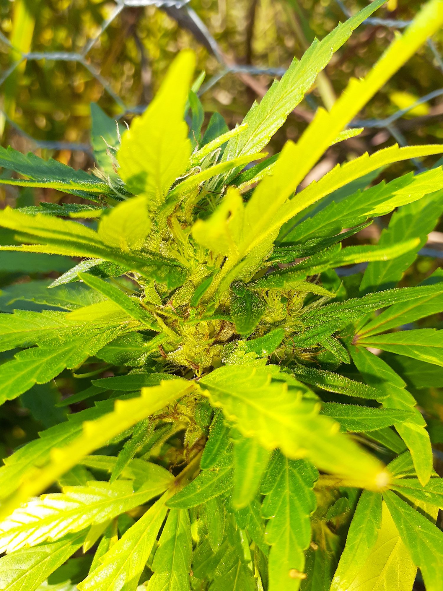 Deficiency burn or something else 4