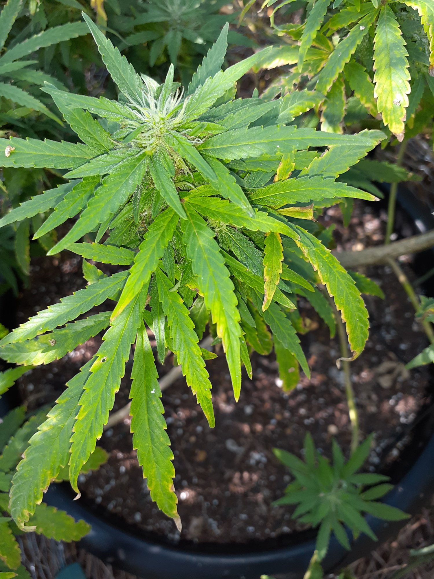 Deficiency burn or something else 5
